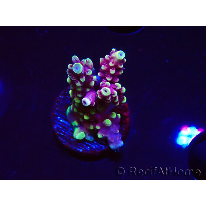 WYSIWYG RAH Acropora Helionis 5J4