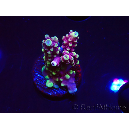 WYSIWYG RAH Acropora Helionis 5J4