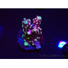 WYSIWYG RAH Acropora Helionis 5J4
