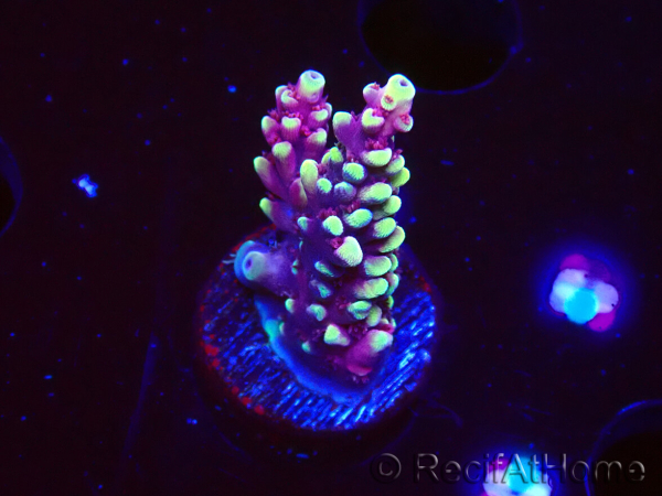 WYSIWYG RAH Acropora Helionis