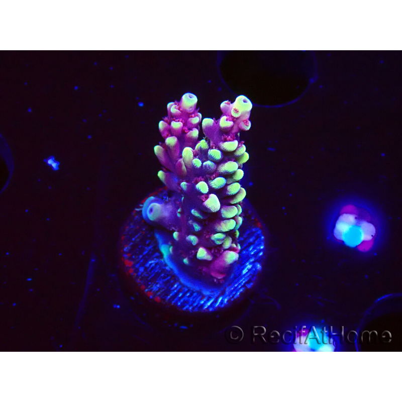 WYSIWYG RAH Acropora Helionis 5J5