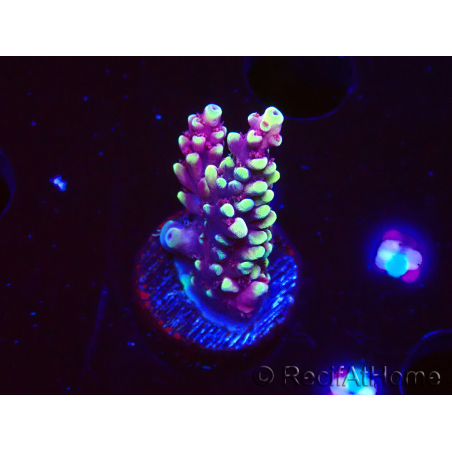 WYSIWYG RAH Acropora Helionis 5J5