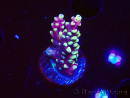WYSIWYG RAH Acropora Helionis 5J5