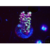 WYSIWYG RAH Acropora Helionis 5J5