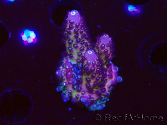 WYSIWYG RAH Acropora Rainbow Mango
