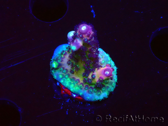 WYSIWYG RAH Acropora Rainbow Mango 5K2