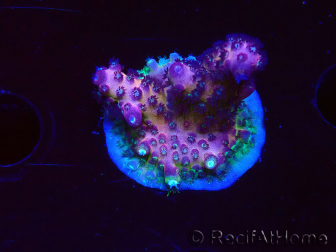 WYSIWYG RAH Acropora Rainbow Mango 5K3