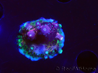 WYSIWYG RAH Acropora Rainbow Mango