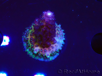 WYSIWYG RAH Acropora Rainbow Mango
