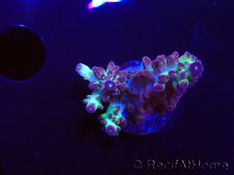 WYSIWYG RAH Acropora Pandora Fiji