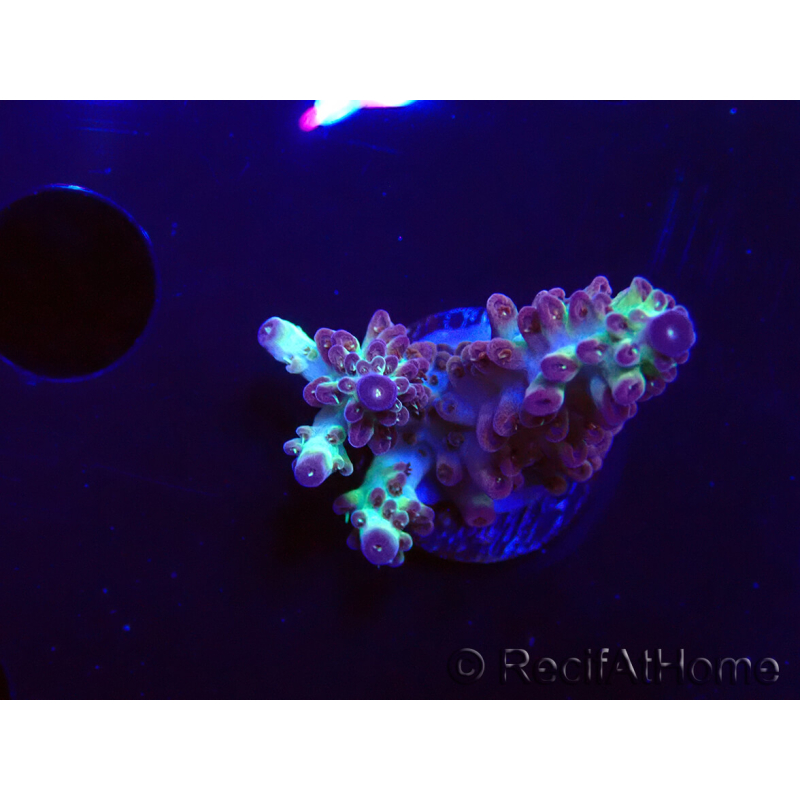 WYSIWYG RAH Acropora Pandora Fiji