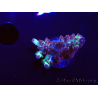 WYSIWYG RAH Acropora Pandora Fiji