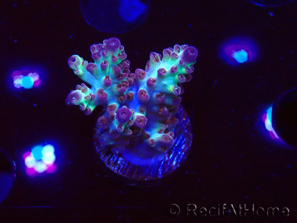 WYSIWYG RAH Acropora Pandora Fiji