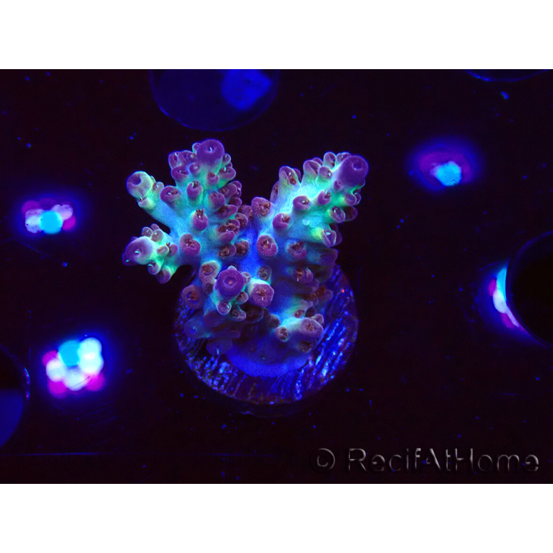 WYSIWYG RAH Acropora Pandora Fiji 5K7