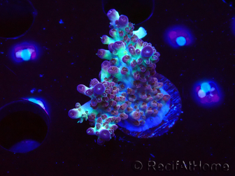WYSIWYG RAH Acropora Pandora Fiji 5K8