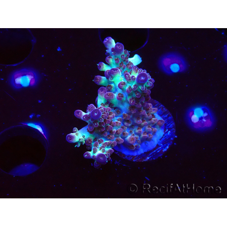 WYSIWYG RAH Acropora Pandora Fiji