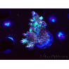 WYSIWYG RAH Acropora Pandora Fiji 5K8