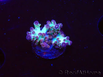 WYSIWYG RAH Acropora Pandora Fiji 5K9