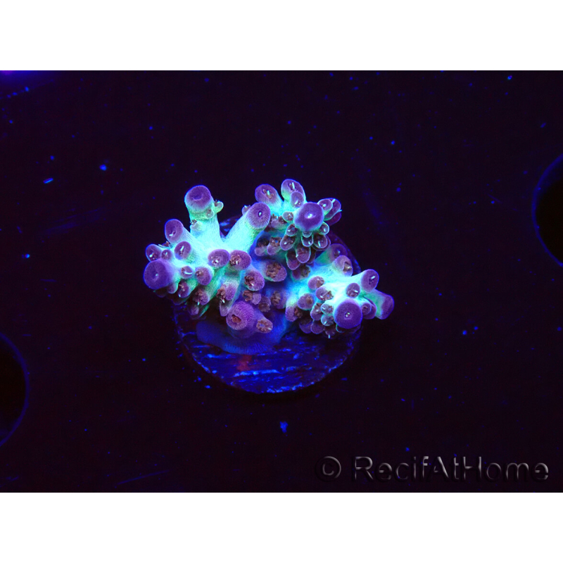 WYSIWYG RAH Acropora Pandora Fiji 5K9