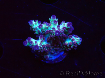 WYSIWYG RAH Acropora Pandora Fiji 5K10