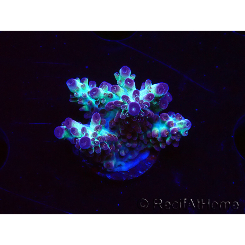 WYSIWYG RAH Acropora Pandora Fiji 5K10