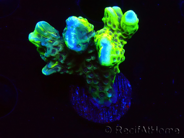 WYSIWYG - CB Incredible Hulk Montipora GRAFTED