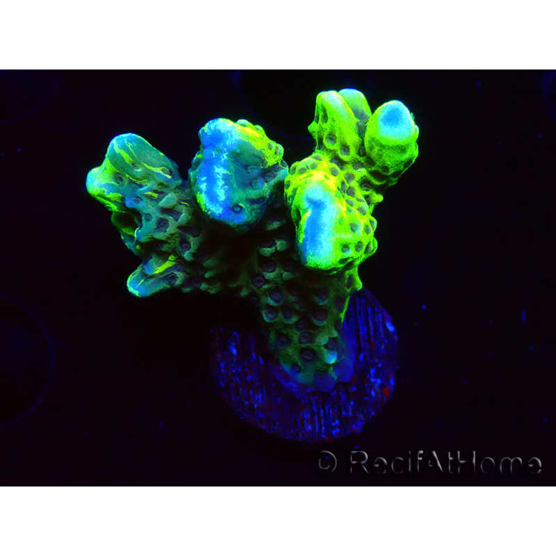 WYSIWYG - CB Incredible Hulk Montipora GRAFTED
