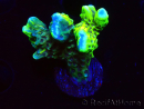 WYSIWYG - CB Incredible Hulk Montipora GRAFTED