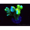WYSIWYG - CB Incredible Hulk Montipora GRAFTED