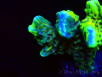 WYSIWYG - CB Incredible Hulk Montipora GRAFTED