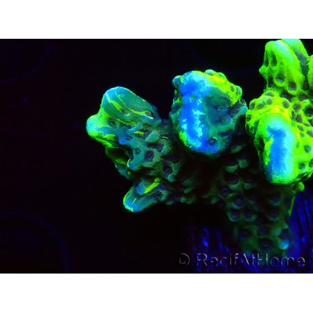 WYSIWYG - CB Incredible Hulk Montipora GRAFTED