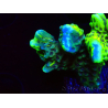 WYSIWYG - CB Incredible Hulk Montipora GRAFTED