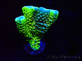WYSIWYG - CB Incredible Hulk Montipora GRAFTED 5L2