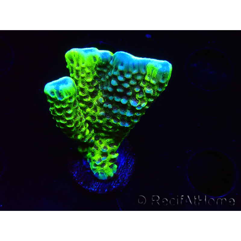 WYSIWYG - CB Incredible Hulk Montipora GRAFTED