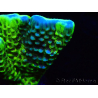 WYSIWYG - CB Incredible Hulk Montipora GRAFTED 5L2