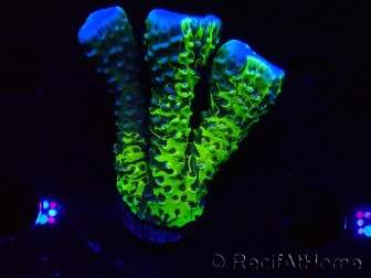 WYSIWYG - CB Incredible Hulk Montipora GRAFTED 5L3