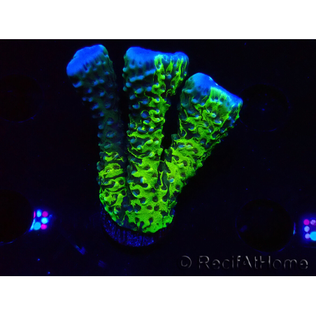 WYSIWYG - CB Incredible Hulk Montipora GRAFTED