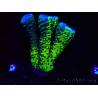 WYSIWYG - CB Incredible Hulk Montipora GRAFTED