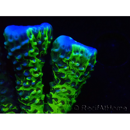 WYSIWYG - CB Incredible Hulk Montipora GRAFTED 5L3