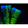 WYSIWYG - CB Incredible Hulk Montipora GRAFTED 5L3