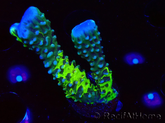 WYSIWYG - CB Incredible Hulk Montipora GRAFTED 5L4