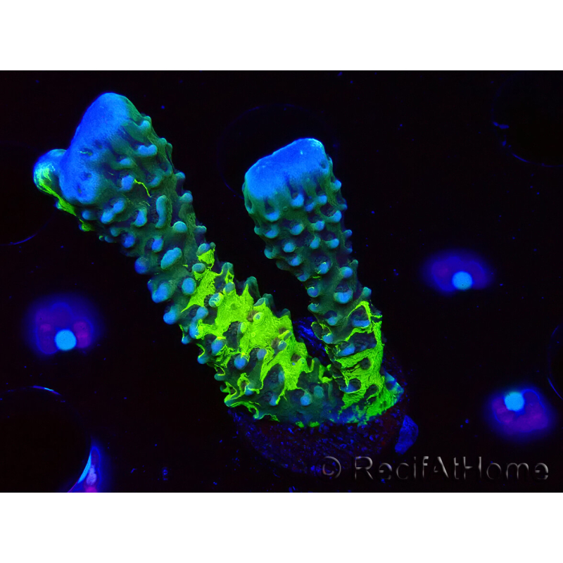 WYSIWYG - CB Incredible Hulk Montipora GRAFTED