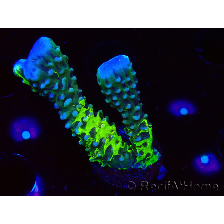 WYSIWYG - CB Incredible Hulk Montipora GRAFTED