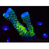 WYSIWYG - CB Incredible Hulk Montipora GRAFTED