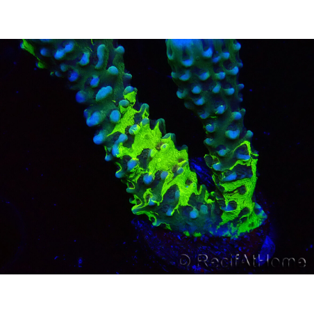 WYSIWYG - CB Incredible Hulk Montipora GRAFTED