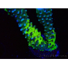 WYSIWYG - CB Incredible Hulk Montipora GRAFTED