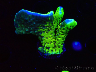 WYSIWYG - CB Incredible Hulk Montipora GRAFTED