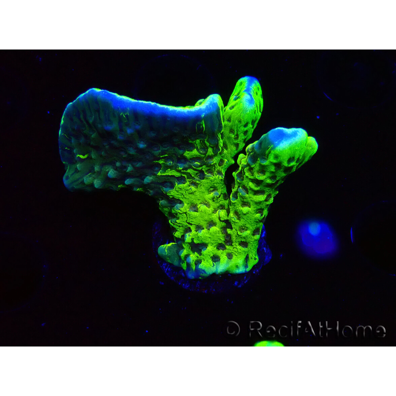 WYSIWYG - CB Incredible Hulk Montipora GRAFTED