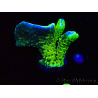 WYSIWYG - CB Incredible Hulk Montipora GRAFTED