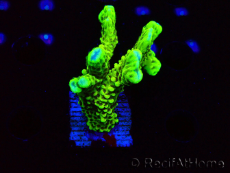 WYSIWYG - CB Incredible Hulk Montipora 5L6